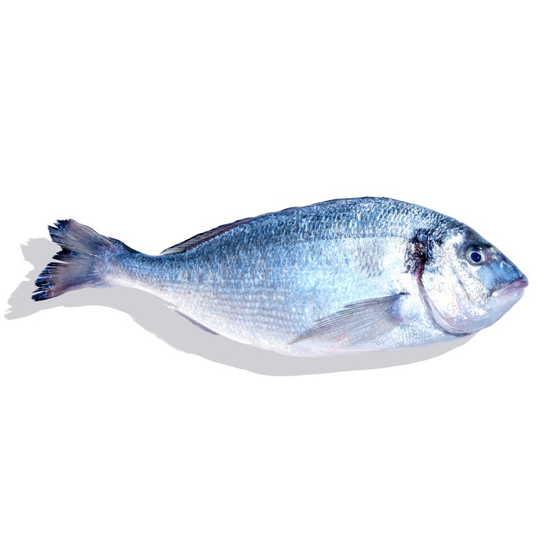 Dorade