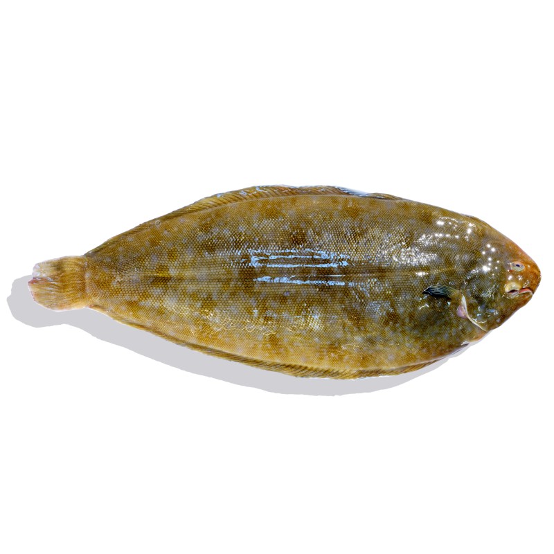 Seezunge