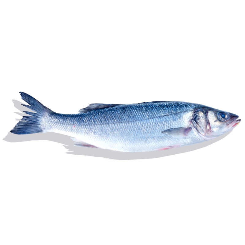 Loup de Mer