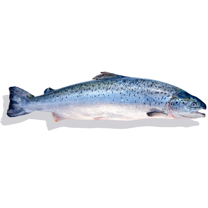 Lachs ganz aus Irland
