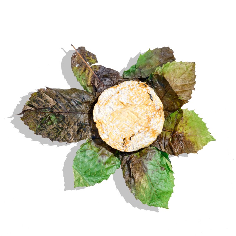 Robiola in foglia di castagne